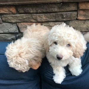 Meet your Posher, Andre